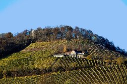 Weinbaufläche am Radebeuler Höhenweg
